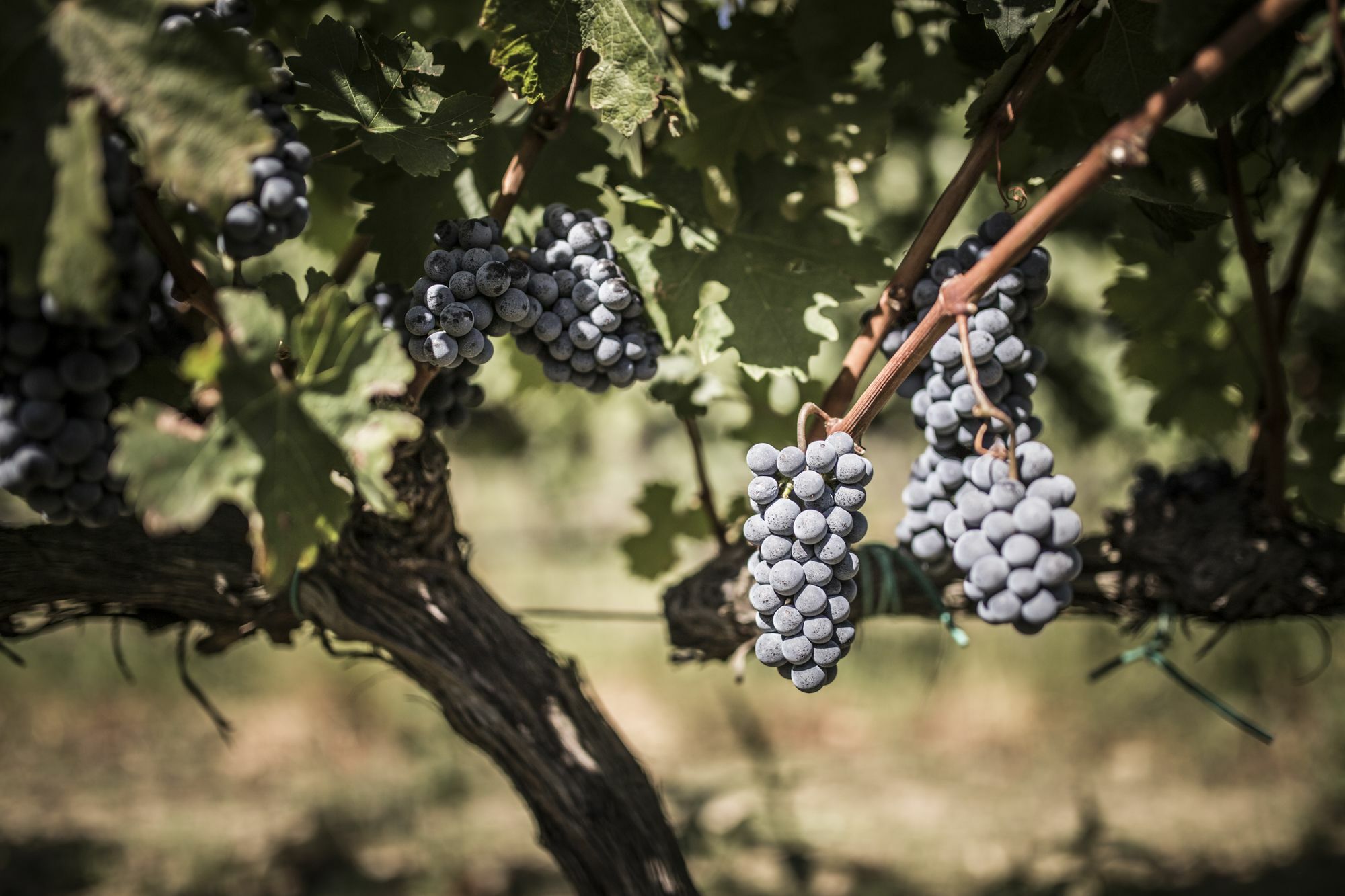 Agriturismo Il Giriatello Crotone Dış mekan fotoğraf