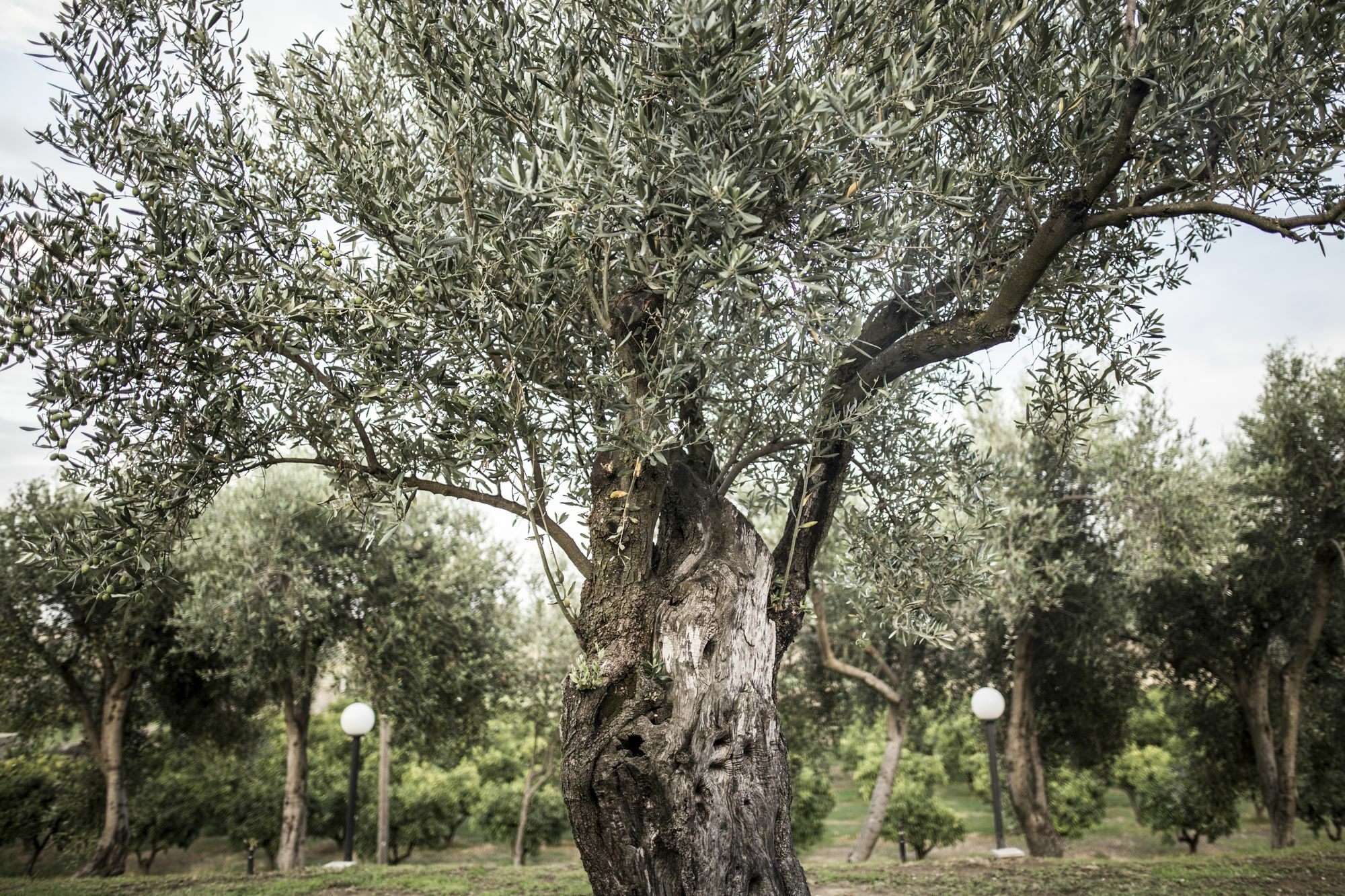 Agriturismo Il Giriatello Crotone Dış mekan fotoğraf